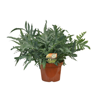Kamerplant - Phlebodium Blue Star - Pot Ø 26cm Hoogte ↕ 80cm
