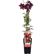 Buitenplant - Clematis Niobe - Bloeiend - Pot Ø 15cm Hoogte ↕ 65cm