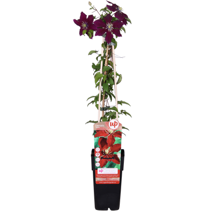 Buitenplant - Clematis Niobe - Bloeiend - Pot Ø 15cm Hoogte ↕ 65cm