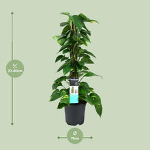 Kamerplant - Scindapsus (Epipremnum) - Pot Ø 19cm Hoogte ↕ 80cm