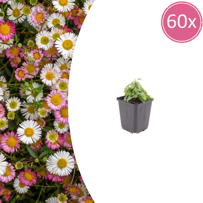 Buitenplant 60x Erigeron karvinskianus - Bloeiend - Pot Ø 9cm Hoogte ↕ 10-25cm