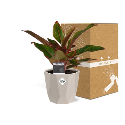 Kamerplant - Aglaonema Crete - Inclusief sierpot - Pot Ø 14cm