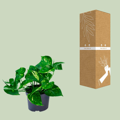Kamerplant - Epipremnum Aureum - Pot Ø 12cm Hoogte ↕ 20cm