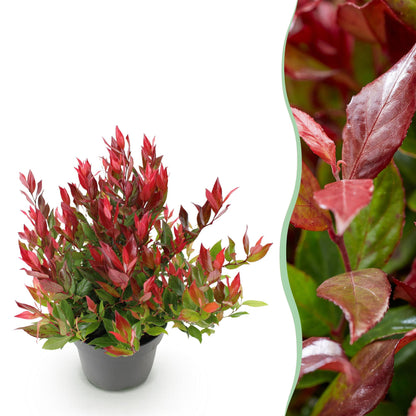 Buitenplant - Leucothoe 'Little Flame' - Groenblijvend - Pot Ø 17cm Hoogte ↕ 40cm