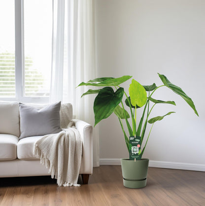 Kamerplant - Alocasia Cucullata - Olifantsoor - Pot Ø 19cm Hoogte ↕ 55cm
