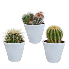 Kamerplant 3x Bolcactus mix - Pot Ø 8,5cm