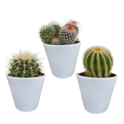 Kamerplant 3x Bolcactus mix - Pot Ø 8,5cm
