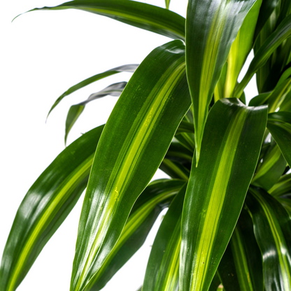 Kamerplant - Dracaena Deremensis Hawaiian Sunshine - Pot Ø 21cm Hoogte ↕ 90-110cm