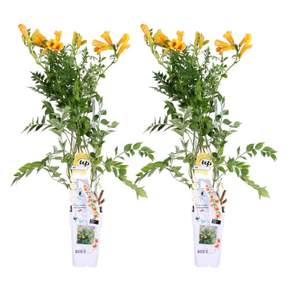 Buitenplant 2x Campsis Summer Jazz 'Gold Trumpet' - Bloeiend - Pot Ø 15cm Hoogte ↕ 65cm
