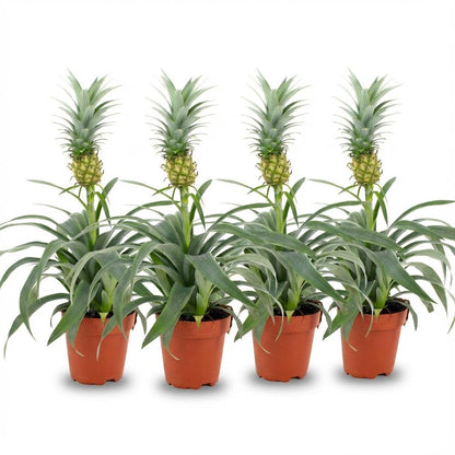 Kamerplant 4x Ananasplant Mi Amigo - Bloeiend - Pot Ø 12cm Hoogte ↕ 35-40cm