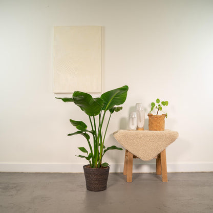 Kamerplant - Strelitzia Nicolai + Mand Igmar - Pot Ø 19cm Hoogte ↕ 90cm