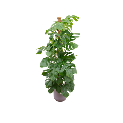 XL plant - Monstera Pertusum - Pot Ø 26cm Hoogte ↕ 150cm