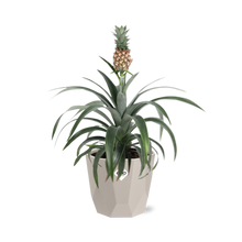 Kamerplant - Ananas Mi Amigo - Pot Ø 14cm