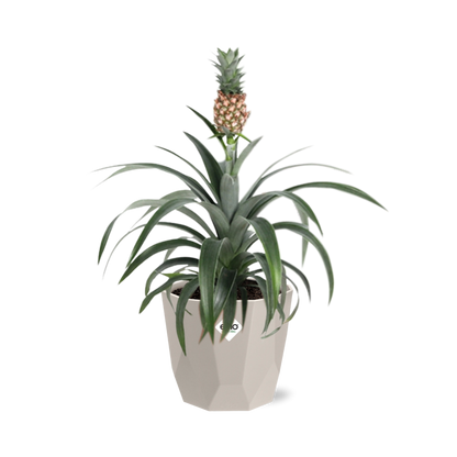 Kamerplant - Ananas Mi Amigo - Pot Ø 14cm