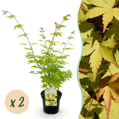 Buitenplant 2x Acer palmatum 'Summergold' - Bladverliezend - Pot Ø 19cm Hoogte ↕ 70cm