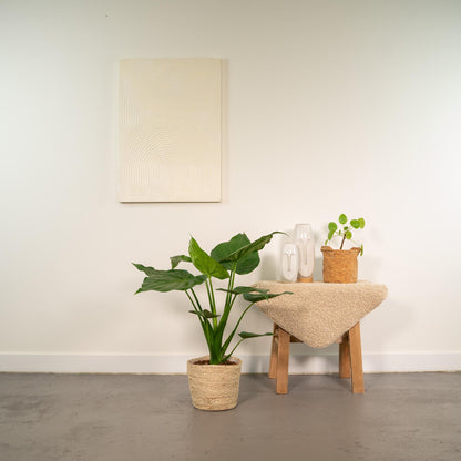 Kamerplant - Alocasia Cucullata - Pot Ø 19cm Hoogte ↕ 65cm