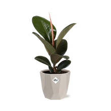 Kamerplant - Ficus Elastica 'Robusta' - Pot Ø 14cm