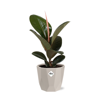 Kamerplant - Ficus Elastica 'Robusta' - Pot Ø 14cm
