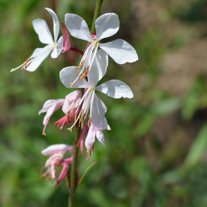 Buitenplant 24x Gaura lindheimeri - Bloeiend - Pot Ø 9cm Hoogte ↕ 10-25cm