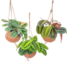 Kamerplant 3x Kokodama Maranta Mix - Pot Ø 15cm Hoogte ↕ 20cm