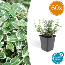 Buitenplant 60x Euonymus fort. 'Emerald Gaiety' - Pot Ø 9cm Hoogte ↕ 10-25cm