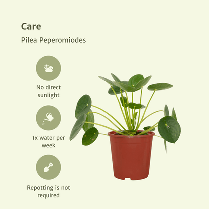 Kamerplant 2x Pilea Peperomioides (Pannekoekenplant) - Pot Ø 12cm Hoogte ↕ 20cm