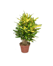 Kamerplant - Croton Sunny Star - Pot Ø 14cm Hoogte ↕ 50cm