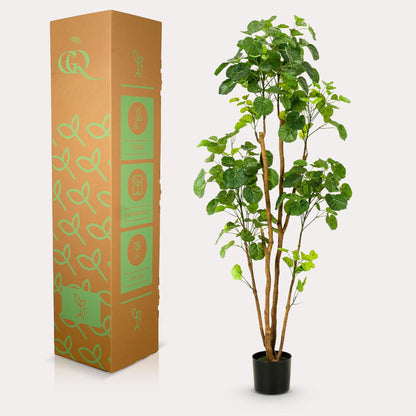XL Kunstplant - Polyscias Aralia - Hoogte ↕ 160cm