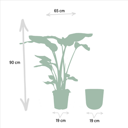 Kamerplant - Strelitzia Nicolai - Met sierpot goud - Pot Ø 19cm Hoogte ↕ 90cm