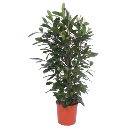 XL Kamerplant - Ficus Cyathistipula - Struikvorm - Pot Ø 34cm Hoogte ↕ 180cm