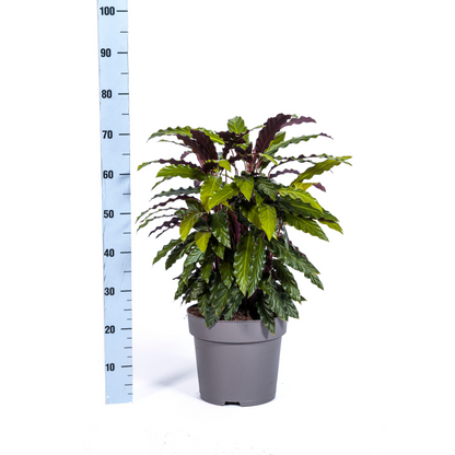 Kamerplant - Calathea Rufibarba - Pot Ø 27cm Hoogte ↕ 60-80cm