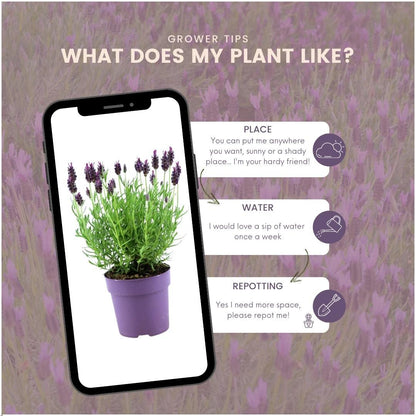 Buitenplant 24x Lavandula stoechas Anouk® - Bloeiend - Pot Ø 12cm Hoogte ↕ 25cm