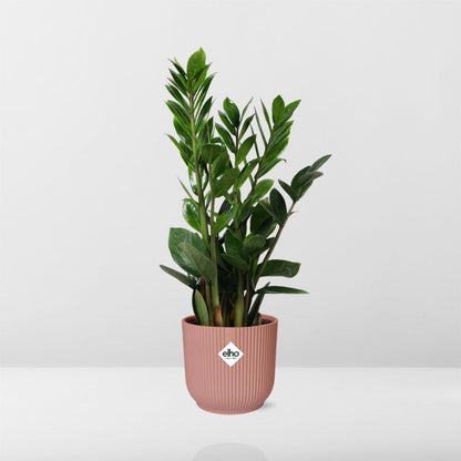 Kamerplant - Zamioculcas - Pot Ø 14cm Hoogte ↕ 45-50cm