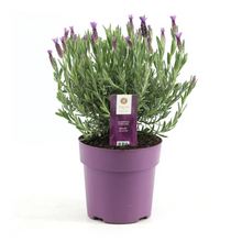 Buitenplant - Lavandula stoechas 'Anouk' Roze - Bloeiend - Pot Ø 15cm Hoogte ↕ 30cm