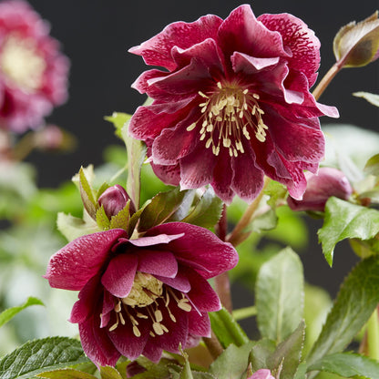 Buitenplant - Helleborus orientalis Double Ellen Red - Groenblijvend - Pot Ø 14cm Hoogte ↕ 35cm