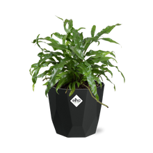 Kamerplant - Microsorum Diversifolium - Pot Ø 14cm