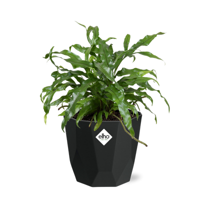 Kamerplant - Microsorum Diversifolium - Pot Ø 14cm