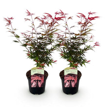 Buitenplant 2x Acer palmatum 'Shaina' - Bladverliezend Rood - Pot Ø 19cm Hoogte ↕ 70cm