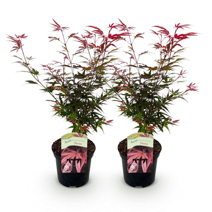 Buitenplant 2x Acer palmatum 'Shaina' - Bladverliezend Rood - Pot Ø 19cm Hoogte ↕ 70cm