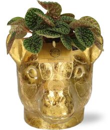 Kamerplant - Peperomia - Pot Ø 10,5cm Hoogte ↕ 15cm