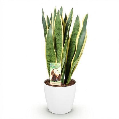 Kamerplant - Sansevieria Laurentii - Vrouwentong - Pot Ø 21cm Hoogte ↕ 70-80cm