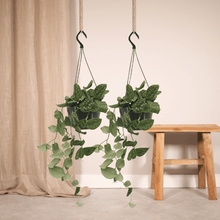 Kamerplant 2x Scindapsus Pictus - Pot Ø 15cm Hoogte ↕ 20cm