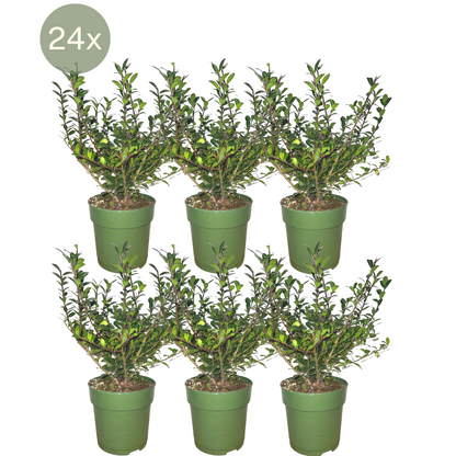 Buitenplant 24x Ilex crenata 'Jenny' ® - Groenblijvend - Pot Ø 12cm Hoogte ↕ 20cm
