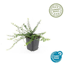 Buitenplant 48x Euonymus fort. 'Minimus' - Winterhard - Pot Ø 9cm Hoogte ↕ 10-25cm