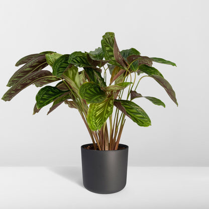 Kamerplant - Calathea Flamestar - Pot Ø 19cm Hoogte ↕ 75cm