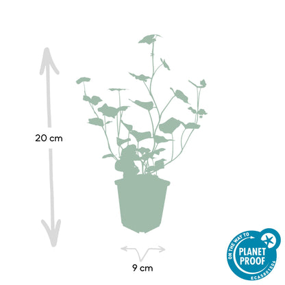 Buitenplant 6x Hedera Hibernica - Klimplant - Pot Ø 9cm Hoogte ↕ 10-25cm