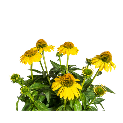Buitenplant - Echinacea Purpurea Yellow - Bloeiend - Pot Ø 19cm Hoogte ↕ 60-70cm