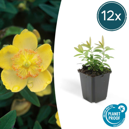 Buitenplant 12x Hypericum calycinum - Bloeiend - Pot Ø 9cm Hoogte ↕ 10-25cm