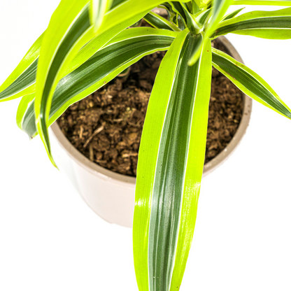 Kamerplant - Dracaena Deremensis Lemon Lime - Pot Ø 19cm Hoogte ↕ 70-90cm