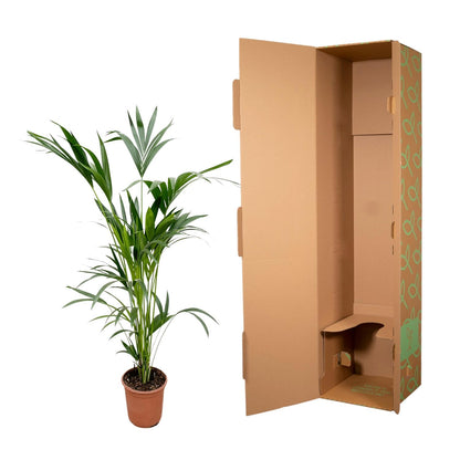 Kamerplant - Kentia Palm - Pot Ø 24cm Hoogte ↕ 160cm